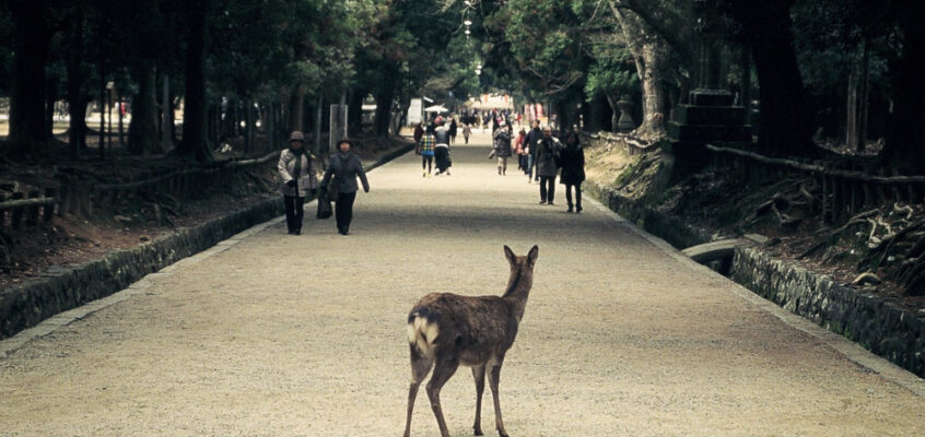 2014. 01. 13. 나라 – Nara – 奈良